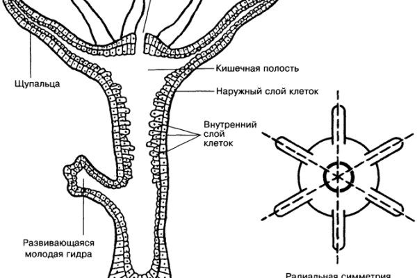 Рабочая ссылка на блэкспрут