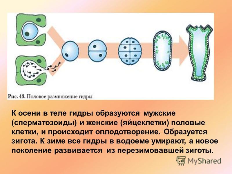 Сейфклад blacksprut adress com